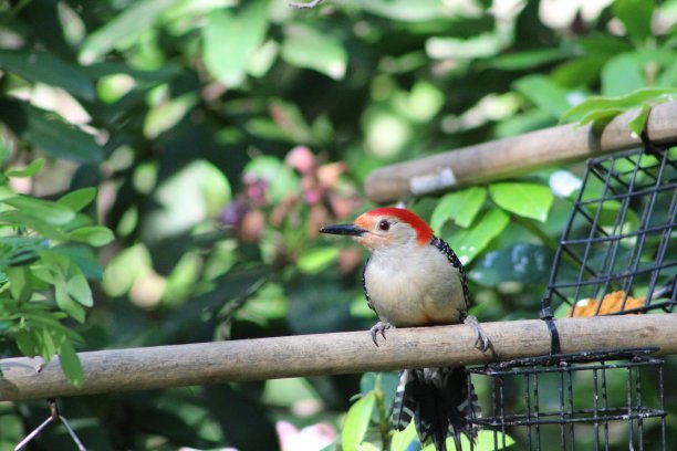 红腹啄木鸟图片下载