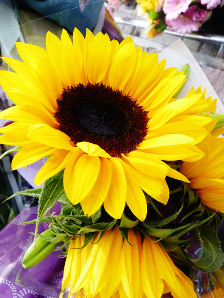 向日葵的花束图片下载