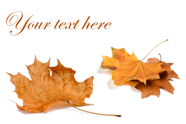 秋天的叶子。图片下载