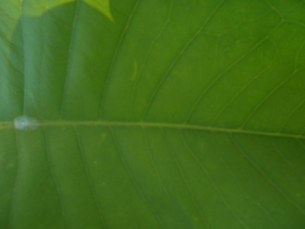 绿叶自然纹理图片下载