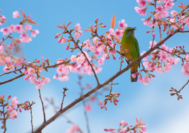 那只鸟坐在盛开的花树上图片下载