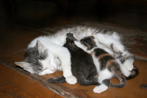 猫给小猫图片下载