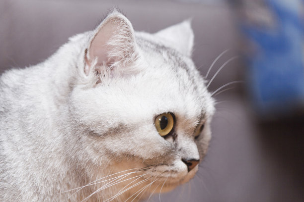 大灰猫图片下载