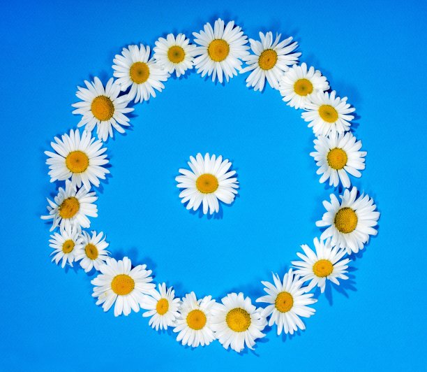 蓝色背景上的一圈洋甘菊花图片下载