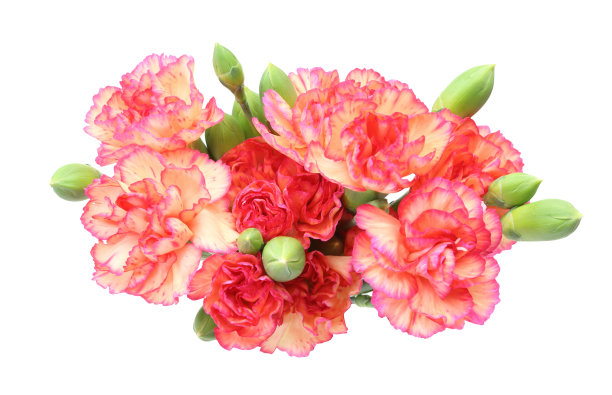 束康乃馨图片下载