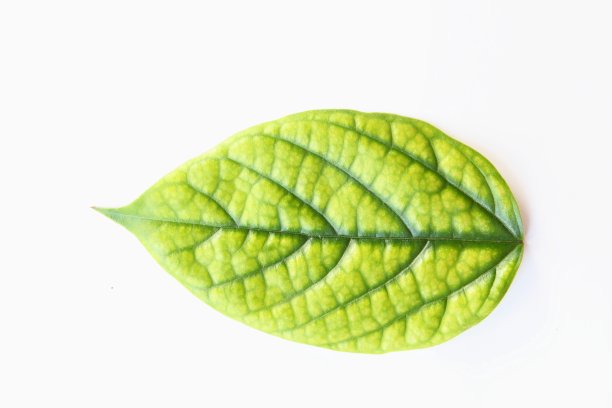 黄色的叶子图片下载