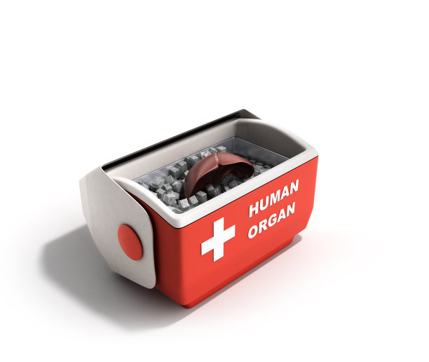 器官运输概念开人体器官冰箱盒子红色3d渲染背景图片下载