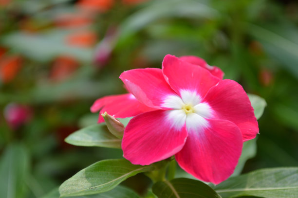 红色的花特写图片下载