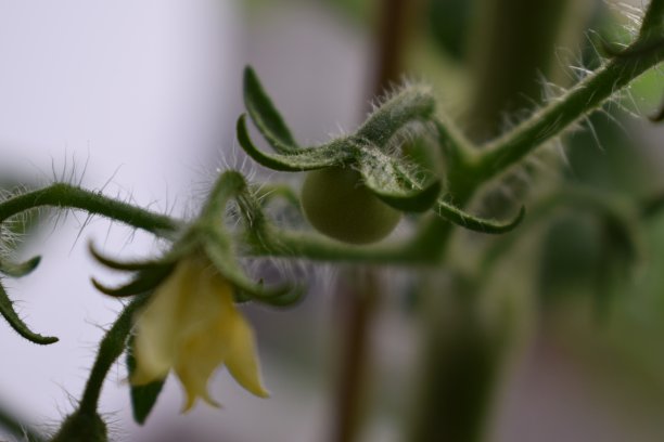 带花小番茄图片下载