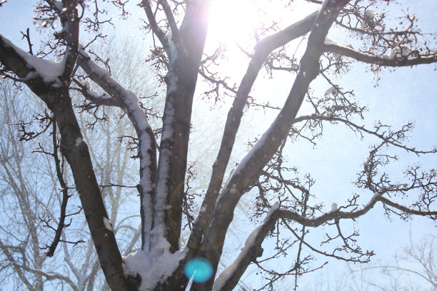 斯诺的光芒图片下载