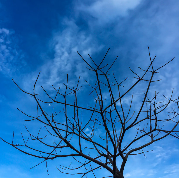 干燥的树和蓝天的背景图片下载