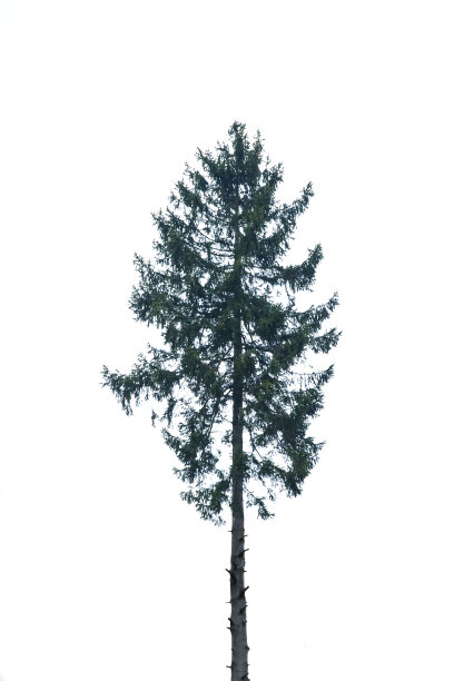 高的松树图片下载