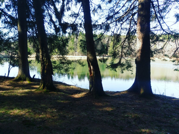 椴木池塘图片下载