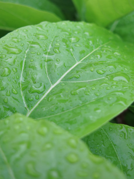 雨后湿滑的绿叶图片下载