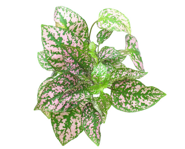 有粉红色杂色叶的彩叶草图片下载