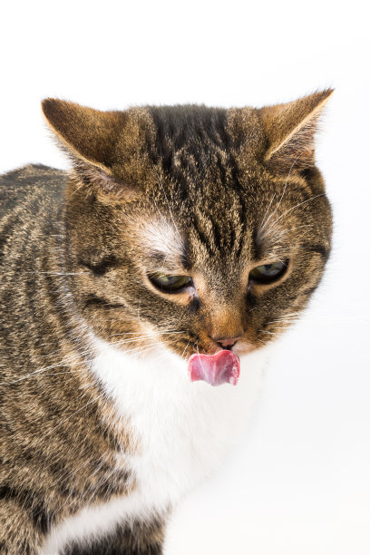 猫的味道图片下载