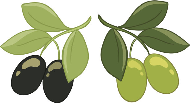 白色背景上的绿色和黑色橄榄图片下载