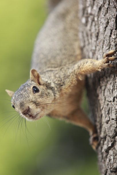 绿色背景树上的松鼠图片下载