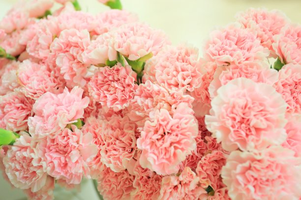 粉红色的康乃馨图片下载