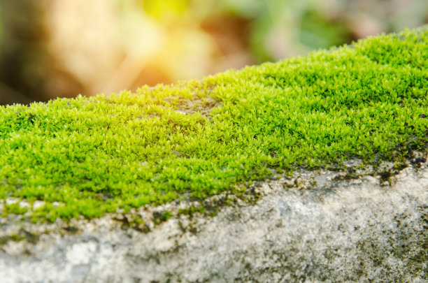 水泥墙上的绿mos图片下载