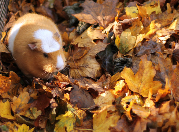 天竺鼠在秋叶上筑巢图片下载