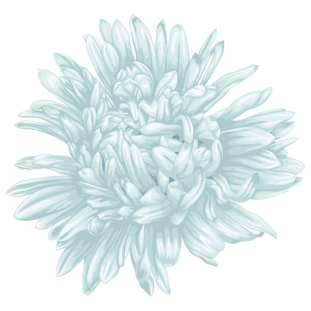 美丽的蓝色紫菀孤立在白色的背景。素材图片