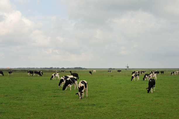 荷兰牧场的奶牛图片下载