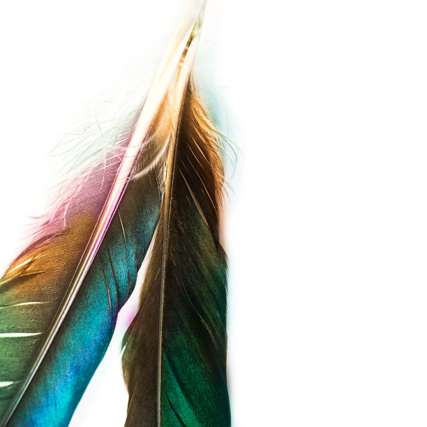 美丽的鸟羽毛图片下载