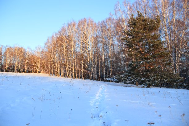 冬季林间空地图片下载