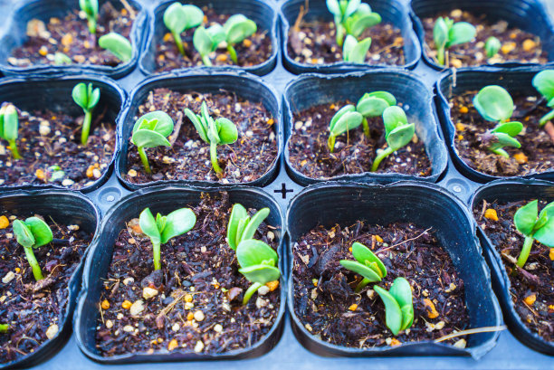 春芽/青豆图片下载