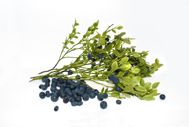 蓝莓分支图片下载