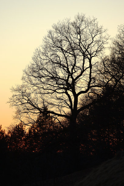 只有树图片下载