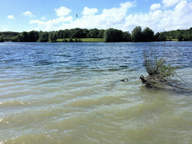 英国林地图片下载