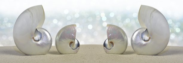 鹦鹉螺图片下载