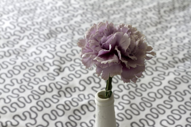 白色花瓶里的淡紫色康乃馨图片下载