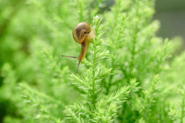 雨后绿叶上的蜗牛带着雨滴素材图片