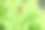 雨后绿叶上的蜗牛带着雨滴素材图片