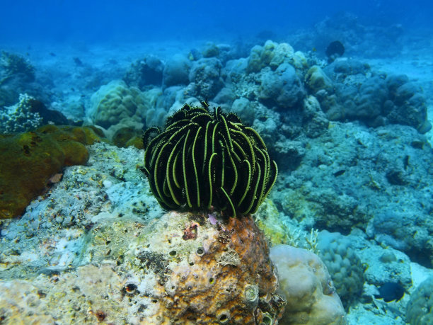 海百合图片下载