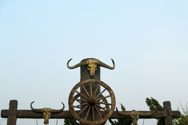 野牛头骨图片下载