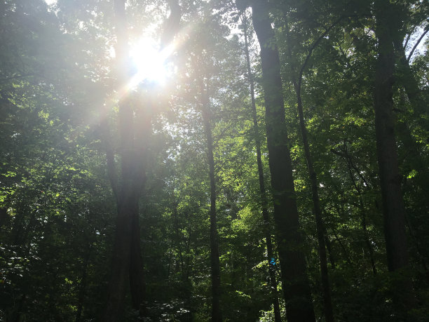 穿过树林的阳光图片下载