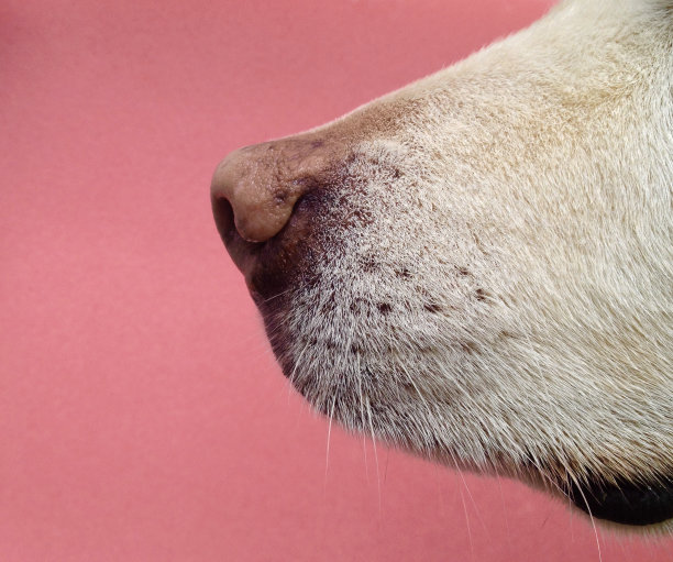 粉色的狗的鼻子图片下载