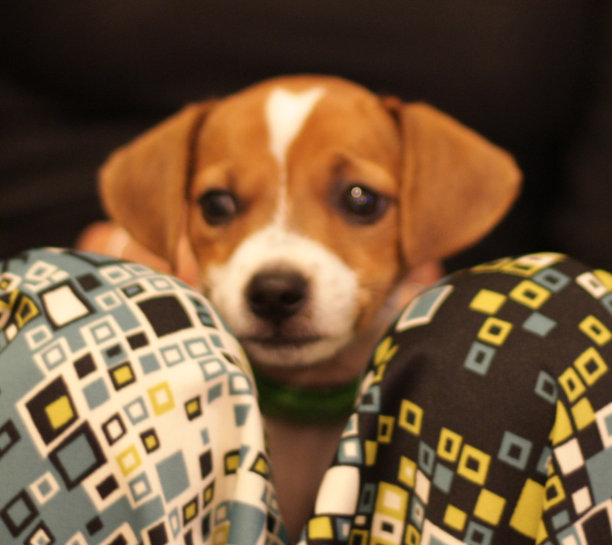 杰克拉塞尔的小狗图片下载