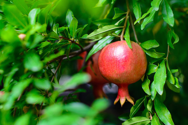 树枝上的石榴图片下载