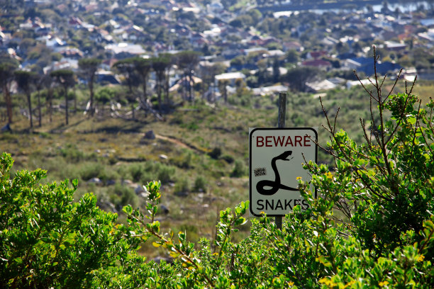 南非开普敦灌木丛中的蛇标志要小心图片下载