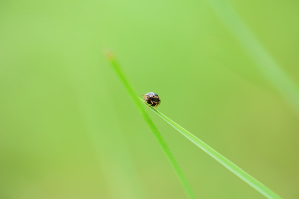 昆虫在叶素材图片