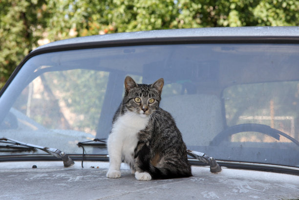 汽车的猫图片下载
