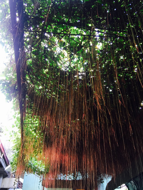 让它去图片下载