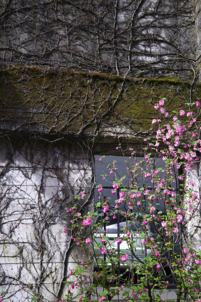 一堵古老的墙，上面有干燥蜿蜒的常春藤茎和盛开的花朵，象征着重生图片下载