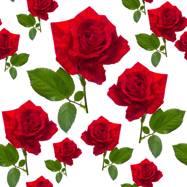 无缝图案夏季重复红玫瑰图片下载