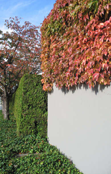 长在建筑物上的藤蔓图片下载